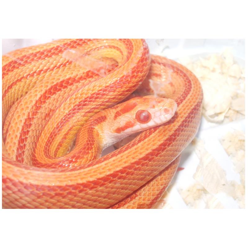 Sarpele de Porumb striped albino - imagine 4
